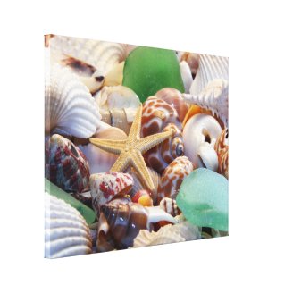 Starfish & Seashells Canvas Wrap Gallery Wrap Canvas