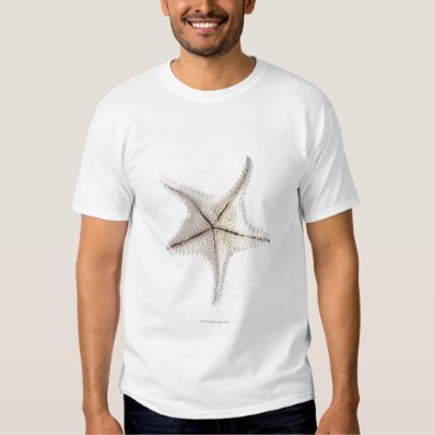 Starfish skeleton, close-up t-shirts