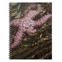 Starfish Spiral Notebooks