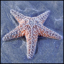 Starfish Stamp stamp