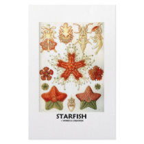 Starfish Stationery Design