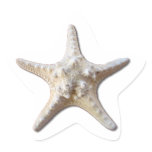 Starfish STicker - white