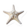 Starfish STicker - white