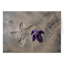 Starfish Tracks cards