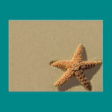 Starfish Tropical Event And Wedding Invitation postcards by TDSwhite Starfish Tropical Event And Wedding Invitation postcards