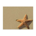 Starfish Tropical Event And Wedding Invitation postcards