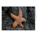 Starfish, West Marin tide pools cards