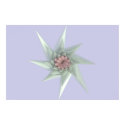 Starflower posters