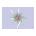 Starflower posters