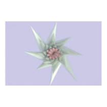 Starflower posters