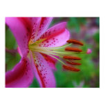 Stargazer Art Photo Print posters