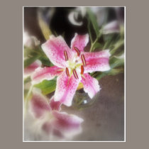 stargazer lilies #11 postcards