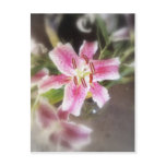 stargazer lilies #11 post card