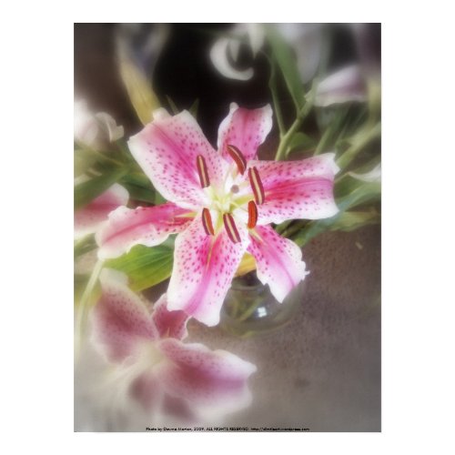 stargazer lilies #11 print