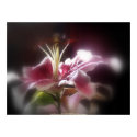 stargazer lilies #12 print