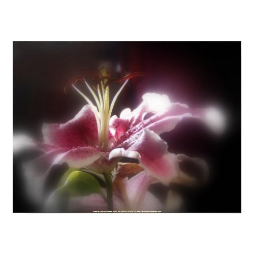 stargazer lilies #12 print