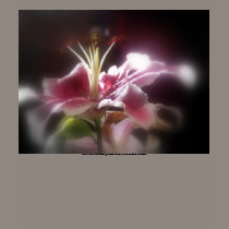 stargazer lilies #12 t-shirts by dlmtleArt stargazer lilies #12 t-shirts