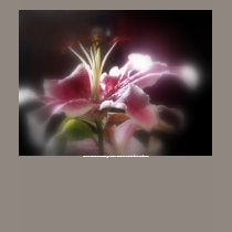 stargazer lilies #12 t-shirts by dlmtleArt stargazer lilies #12 t-shirts