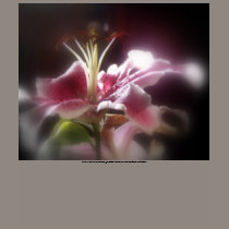 stargazer lilies #12 t-shirts by dlmtleArt stargazer lilies #12 t-shirts