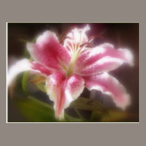 Stargazer Lilies #14 postcards