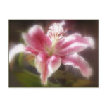 Stargazer Lilies #14 Post Cards