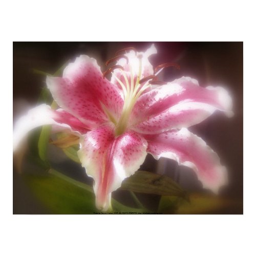 stargazer Lilies #14 print