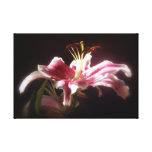 stargazer lilies #15 stretched canvas prints