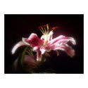 stargazer lilies #15 posters