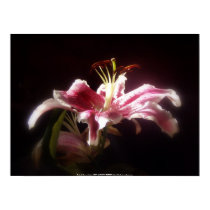 stargazer lilies #15 posters by dlmtleArt stargazer lilies #15 posters