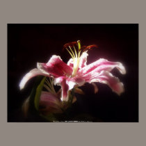 stargazer lilies #15 posters by dlmtleArt stargazer lilies #15 posters