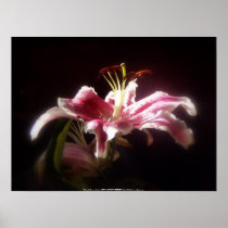 stargazer lilies #15 posters