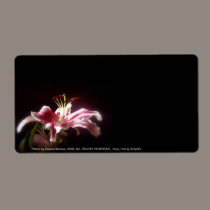 stargazer lilies #15 labels