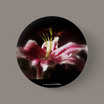 stargazer lilies #16 buttons