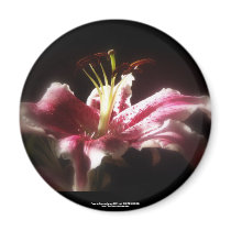stargazer lilies #16 magnets