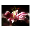 stargazer lilies #16 print