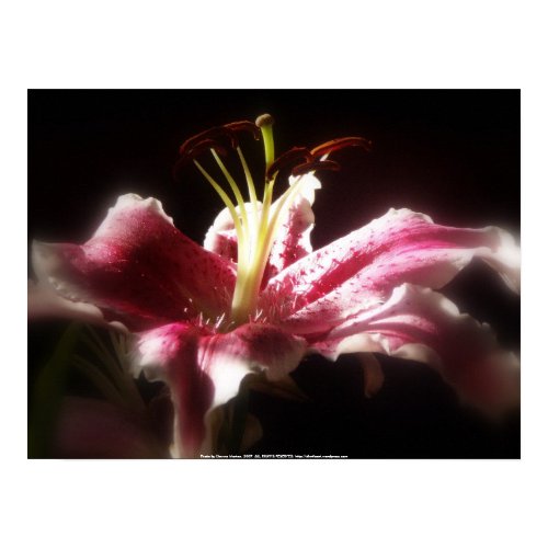 stargazer lilies #16 print