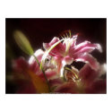 stargazer lilies #17 posters