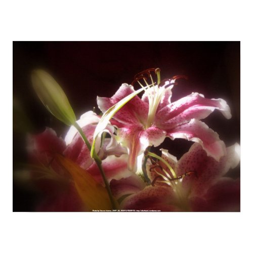 stargazer lilies #17 print