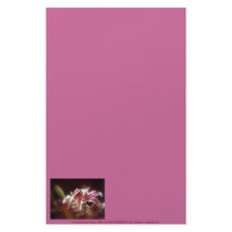stargazer lilies #17 stationery