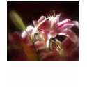 stargazer lilies #17 t-shirts