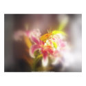 stargazer lilies #19 print