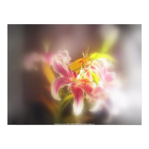 stargazer lilies #19 print