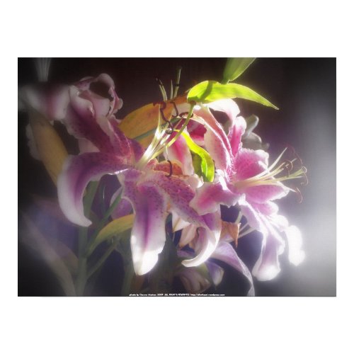 Stargazer Lilies #20 print