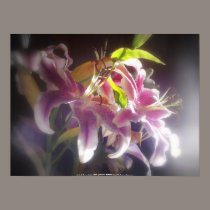 Stargazer Lilies #20 posters