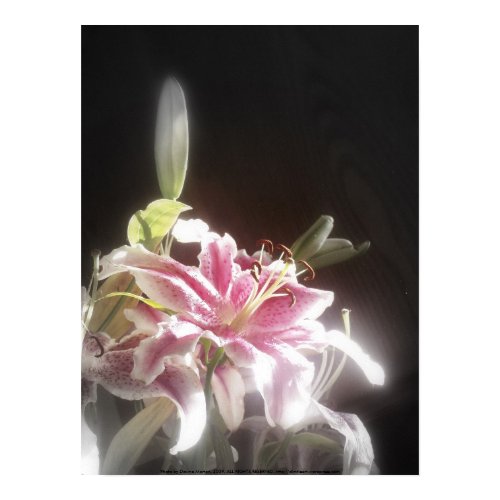 stargazer lilies #23, print