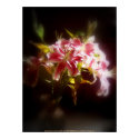 stargazer lilies #31 print