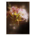 stargazer lilies #32 card