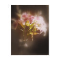 stargazer lilies #32 postcard