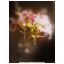 stargazer lilies #32 shirt