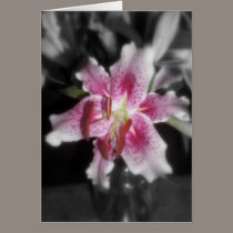 stargazer lilies #3 cards